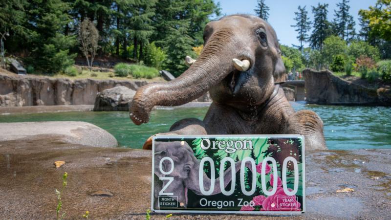 Elephant in pool with license plate in foreground