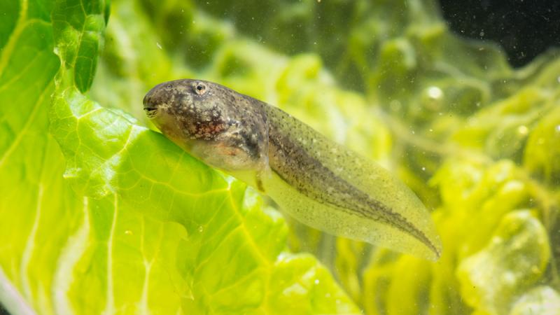 Tadpole in water