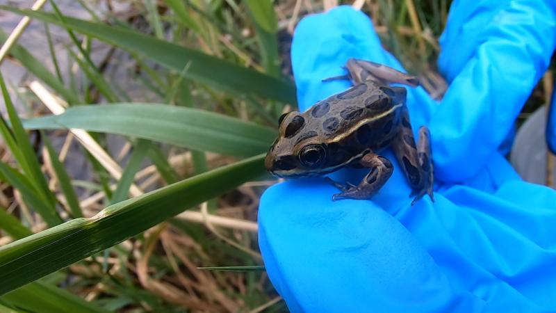 A northern leopard frog on a gloved hand outside