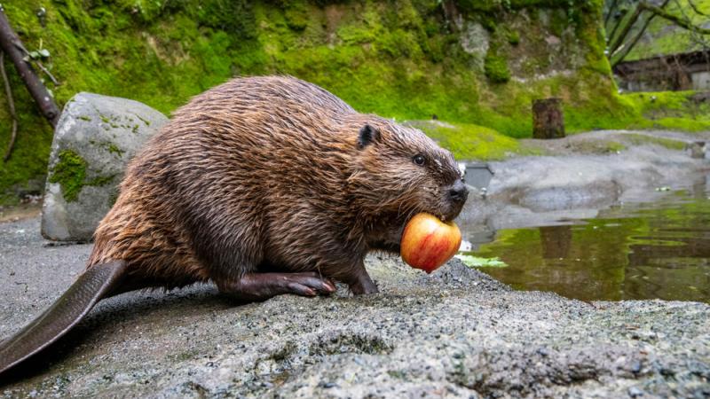 beaver with apple in it's mouth