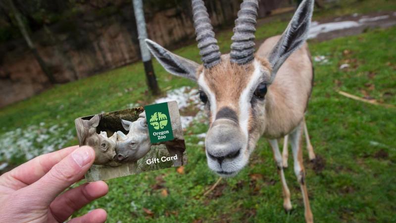 hand holding gift card next to Speke's gazelle