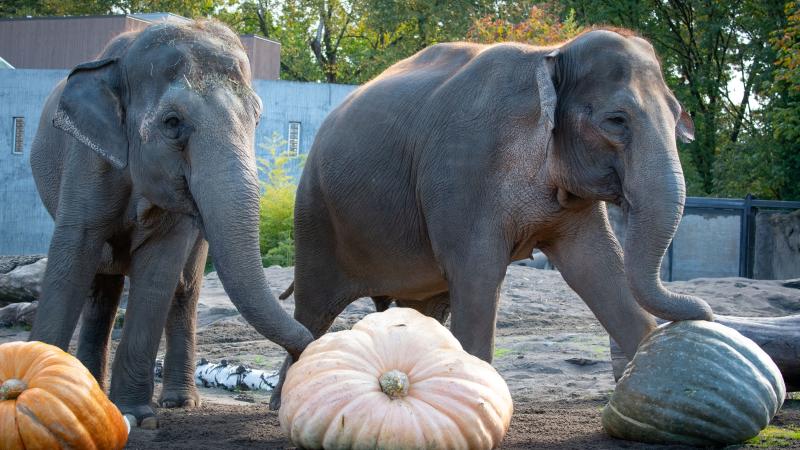 Two elephants step on two big pumpkins