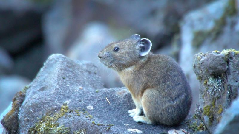 A pika on some rocks 