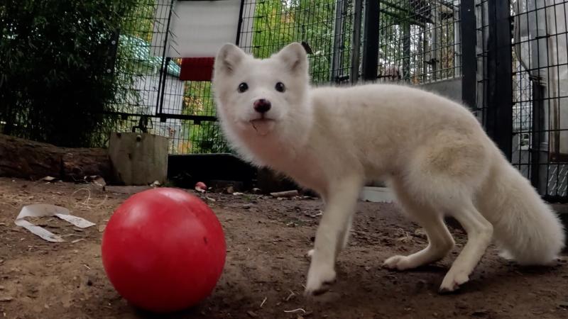 A white arctic fox outside near a red ball