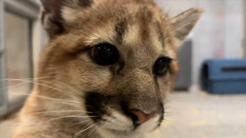 A cougar cub close to the camera