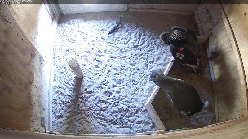 Two adult condors in a nest box with an egg