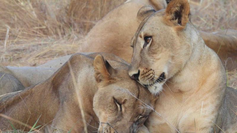 Two lions outside in the wild