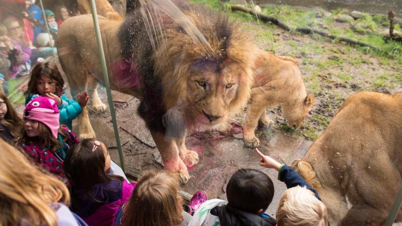 children at lion habitat with lion looking at them