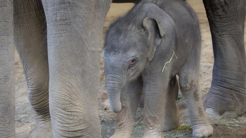 Newborn elephant calf in between mom's legs indoors