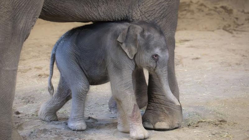 Newborn elephant calf by her mom's leg indoors