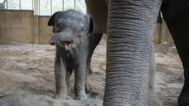 Elephant calf near mom's trunk