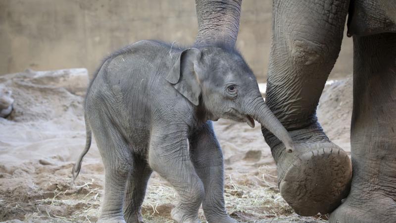 elephant calf walking inside next to an adult