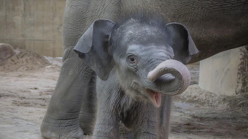 Elephant calf Tula-Tu with her trunk up