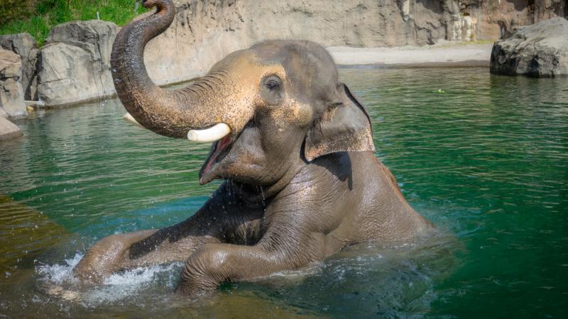 Elephant in pool