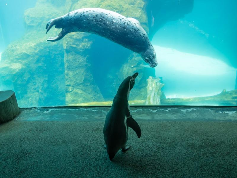 penguin visits with a harbor seal