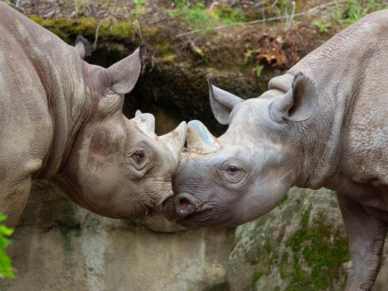 black rhino pair socializing