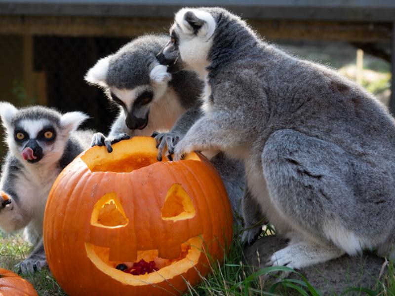 lemurs enjoying carved pumpkin treat