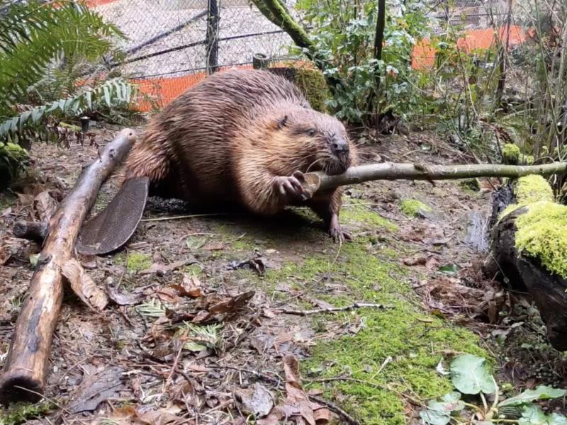 Filbert the beaver with a branch in his mouth
