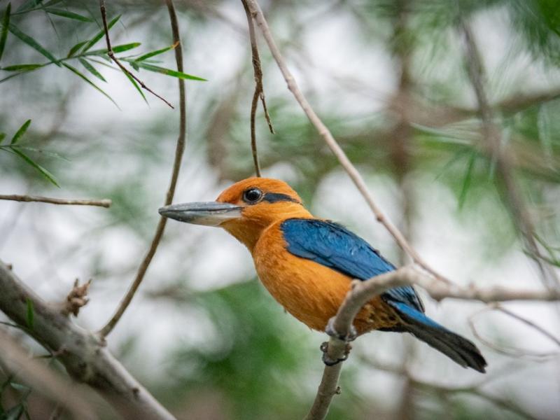 A sihek kingfisher on a branch