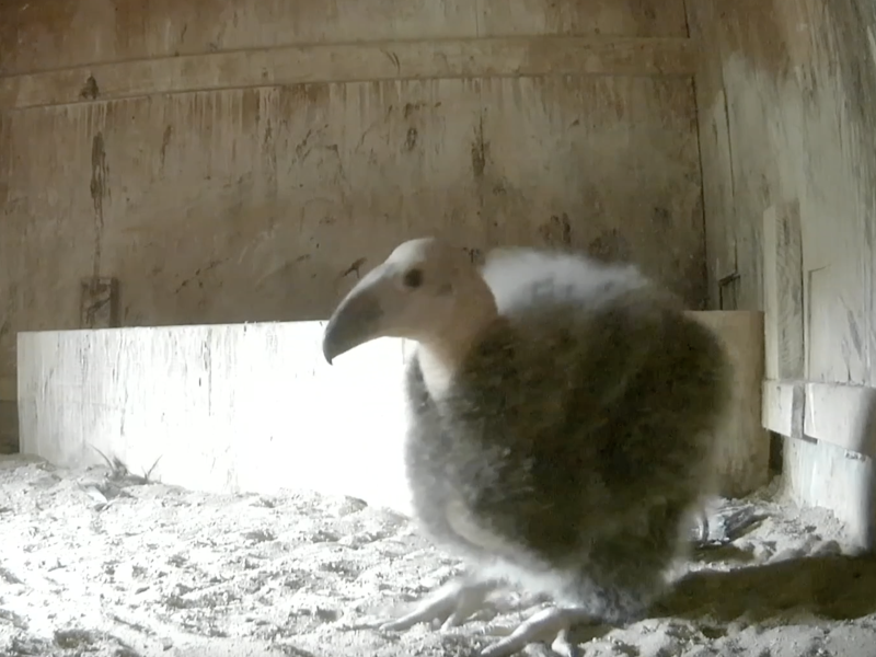 A fluffy california condor chick in a nest box