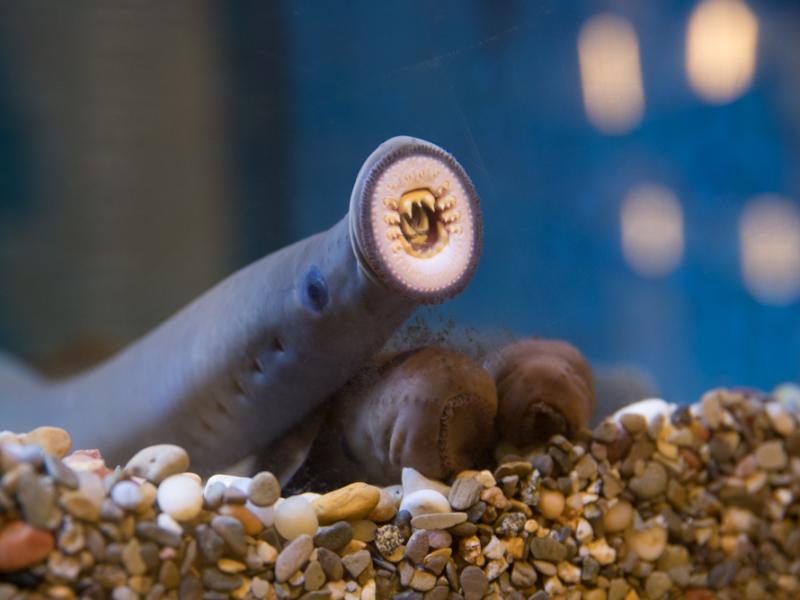 A pacific lamprey suctioned to the glass 