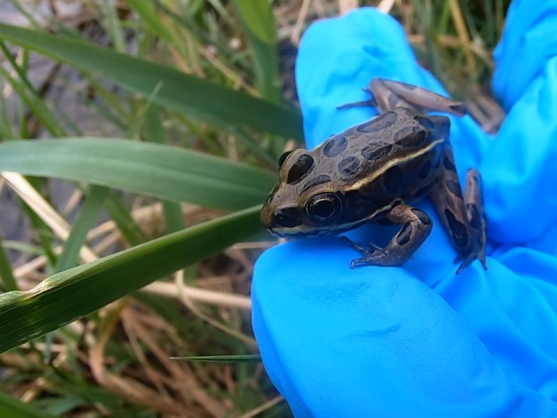 A northern leopard frog on a gloved hand outside