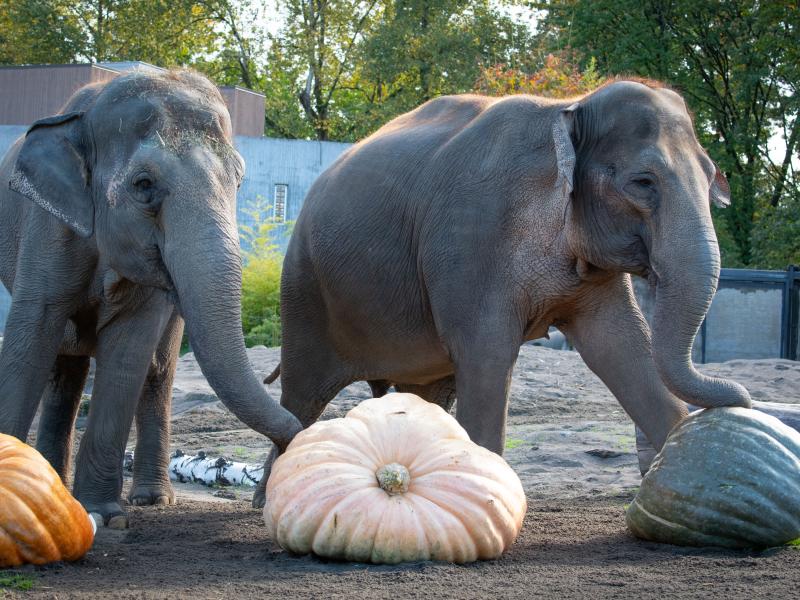 Two elephants step on two big pumpkins