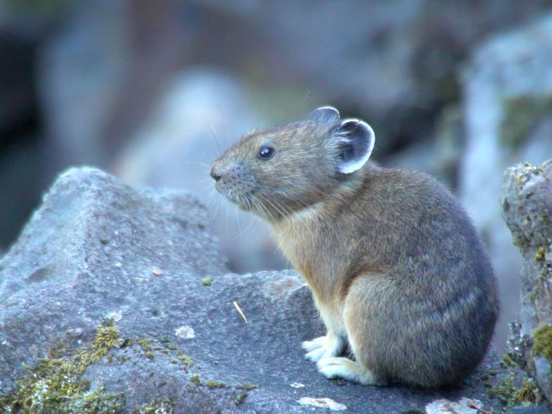 A pika on some rocks 