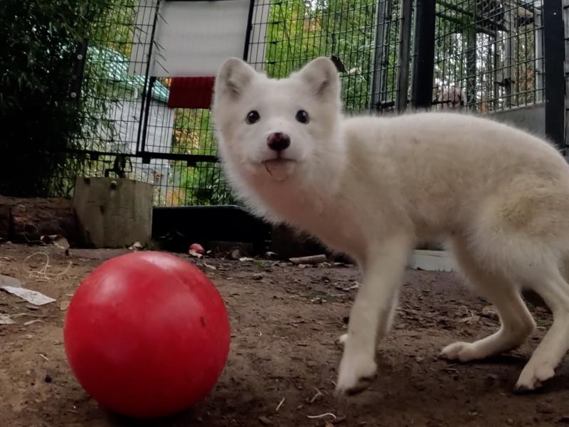 A white arctic fox outside near a red ball