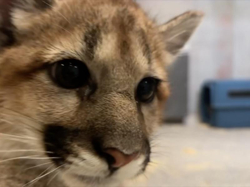 A cougar cub close to the camera