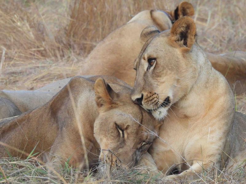 Two lions outside in the wild