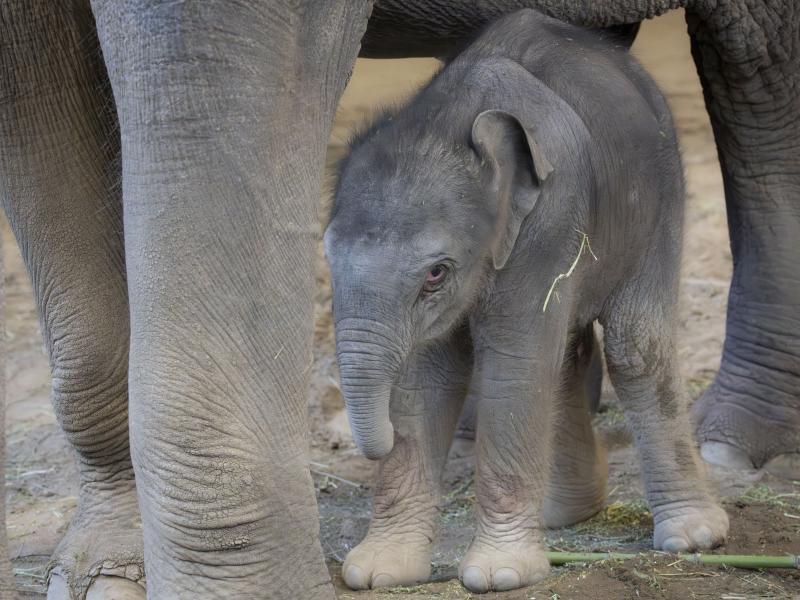 Newborn elephant calf in between mom's legs indoors