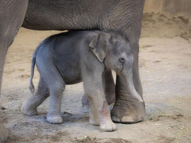 Newborn elephant calf by her mom's leg indoors