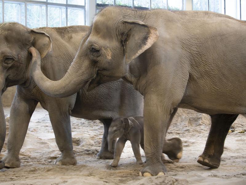 Elephant calf with two adults inside 