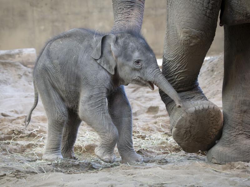 elephant calf walking inside next to an adult