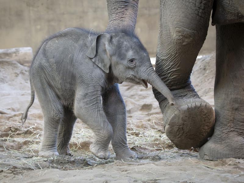 elephant calf walking inside next to an adult