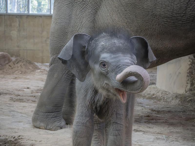 Elephant calf Tula-Tu with her trunk up