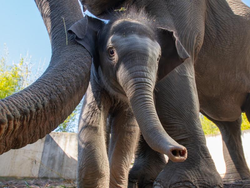 Elephant calf Tula and her mom Rose outside 