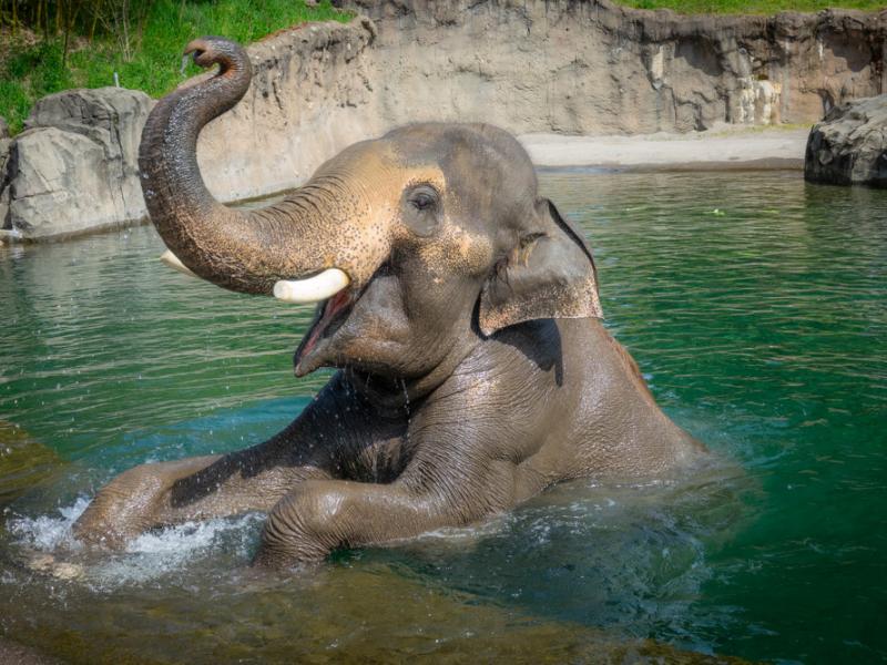 Elephant in pool