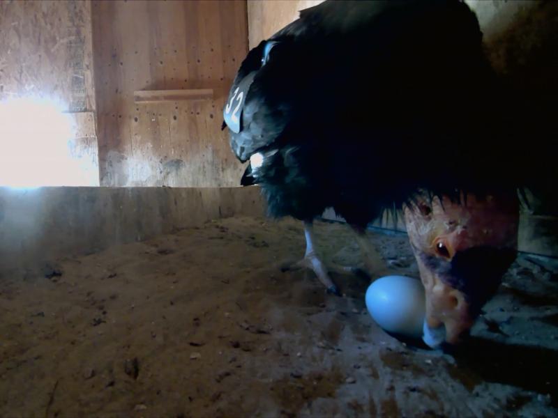 California condor in a nest box with an egg