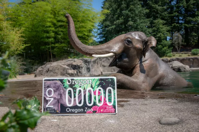 Elephant in pool with license plate in foreground