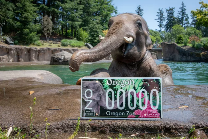 Elephant in pool with license plate in foreground