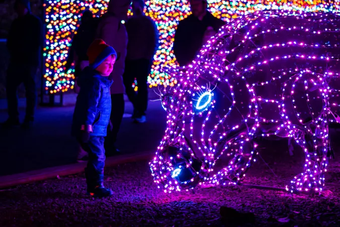 young boy looking at light sculpture of hippo at ZooLights